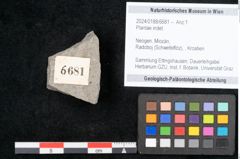 Foto (Objekt + Etikett) von Plantae indet.  (NHMW-GEO-2024-0188-6681)
